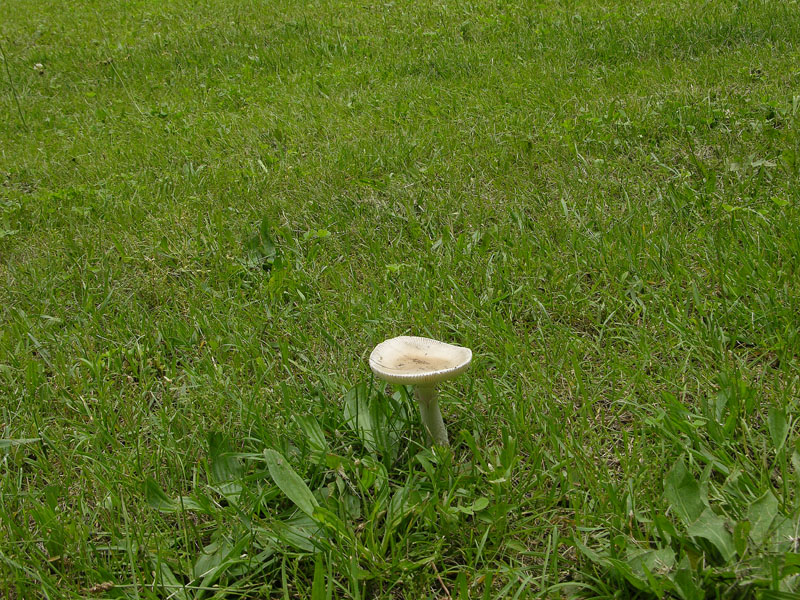 Prime Amanita rubescens e vaginata
